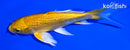 5.25" GINRIN YAMABUKI OGON BUTTERFLY