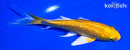 5.25" GINRIN YAMABUKI OGON BUTTERFLY