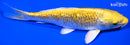 6.75" GINRIN YAMABUKI OGON