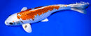 13.5" KUJAKU