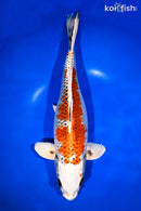 13.5" KUJAKU