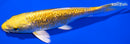 6.75" GINRIN YAMABUKI OGON