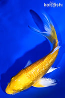 5.25" GINRIN YAMABUKI OGON BUTTERFLY