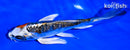 5.5" GINRIN ARAGOKE KUJAKU BUTTERFLY