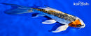 5.5" GINRIN ARAGOKE KUJAKU BUTTERFLY