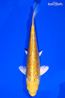 6.75" GINRIN YAMABUKI OGON