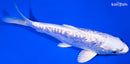 6.25" GINRIN DOITSU PLATINUM OGON