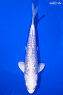 6.25" GINRIN DOITSU PLATINUM OGON