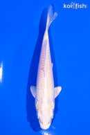 5.25" PLATINUM OGON