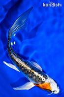 5.5" GINRIN ARAGOKE KUJAKU BUTTERFLY