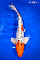 13.25" DOITSU KUJAKU