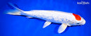 13.25" GINRIN TANCHO HARIWAKE