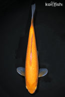 9.75" AKAME KIGOI