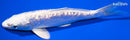 6.25" GINRIN DOITSU PLATINUM OGON