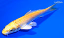 5.75" YAMABUKI OGON
