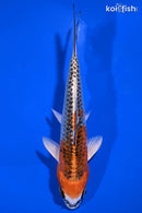 6.75" KUJAKU