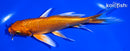6.25" ORENJI OGON BUTTERFLY