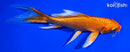 6.25" ORENJI OGON BUTTERFLY