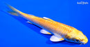 5.75" YAMABUKI OGON