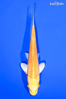 5.75" YAMABUKI OGON