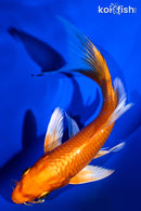 6.25" ORENJI OGON BUTTERFLY