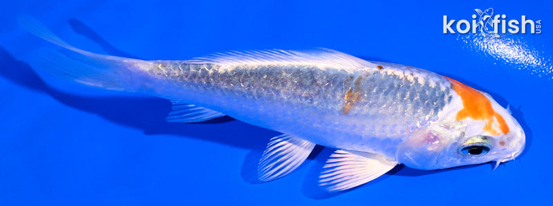 4.75" KUJAKU