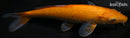 9.75" AKAME KIGOI