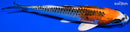 6.75" KUJAKU