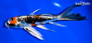 6.25" ARAGOKE BENI KIKOKURYU BUTTERFLY