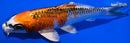 6.75" KUJAKU