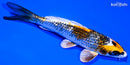 5.5" GINRIN BENI GINGA