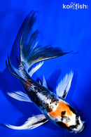 6.25" ARAGOKE BENI KIKOKURYU BUTTERFLY