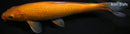 9.75" AKAME KIGOI