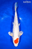 13.25" GINRIN TANCHO HARIWAKE