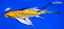 6.25" ARAGOKE KIN KIKOKURYU BUTTERFLY