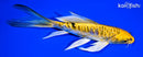 6.25" ARAGOKE KIN KIKOKURYU BUTTERFLY