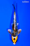 5.5" GINRIN BENI GINGA