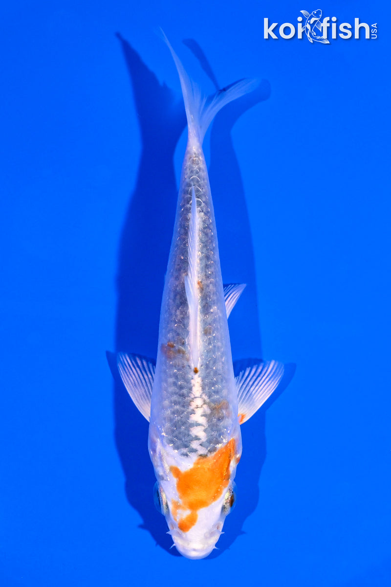 4.75" KUJAKU