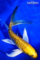 6.25" ARAGOKE KIN KIKOKURYU BUTTERFLY