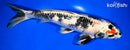 12.5" KIN SHOWA