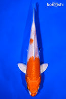 6.25" HARIWAKE