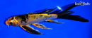 6.25" KIN HI UTSURI BUTTERFLY
