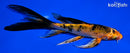 6.25" KIN HI UTSURI BUTTERFLY