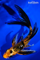 6.25" KIN HI UTSURI BUTTERFLY