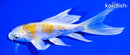 6" GINRIN ARAGOKE LEMON HARIWAKE BUTTERFLY