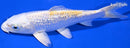 7" GINRIN LEMON HARIWAKE