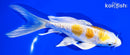 6" GINRIN ARAGOKE LEMON HARIWAKE BUTTERFLY