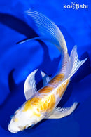 6" GINRIN ARAGOKE LEMON HARIWAKE BUTTERFLY