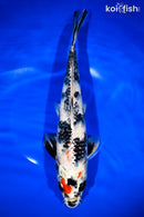 12.5" KIN SHOWA