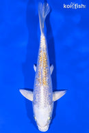 7" GINRIN LEMON HARIWAKE